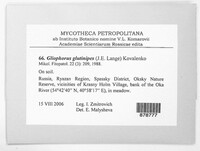 Hygrocybe glutinipes image